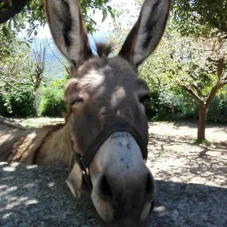 Çiftlik konaklama Il Casale Della Biodiversita Scanzano